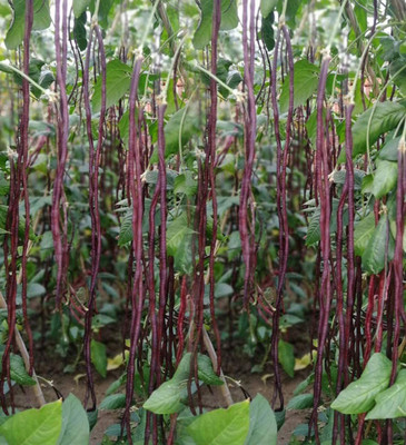 CYBEXIS Organic Vine Asparagus Podded Pole Bean Seeds400 Seeds Seed(400 per packet)