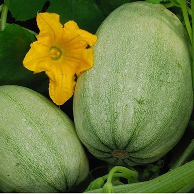 CYBEXIS Hybrid Pumpkin Seeds100 Seeds Seed(100 per packet)