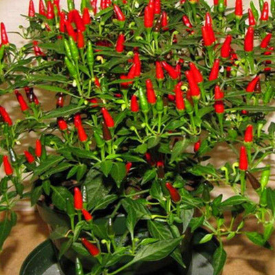 CYBEXIS Ornamental Chilli Pepper Seeds 2400 Seeds Seed(2400 per packet)
