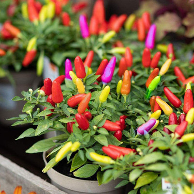CYBEXIS Organic Capsicum Frutescens Colorful Seeds1200 Seeds Seed(1200 per packet)