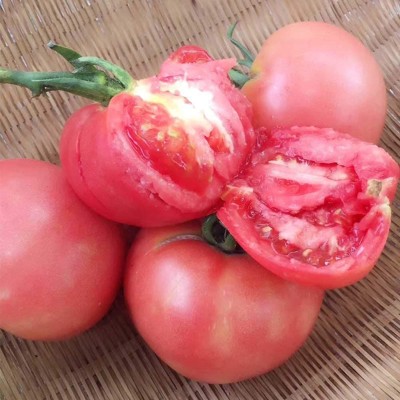 CYBEXIS Hybrid Big BeefsteakTomato Seeds-250 Seeds Seed(250 per packet)