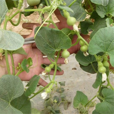 CYBEXIS Small Gourd Bottle Seeds-50 Seeds Seed(50 per packet)