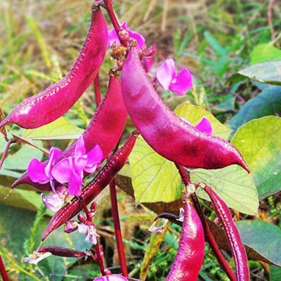 CYBEXIS Purple Beans Dolichos Lablab Seeds-100 Seeds Seed(100 per packet)