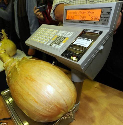 CYBEXIS Huge Sweet White Onion Seeds4000 Seeds Seed(4000 per packet)