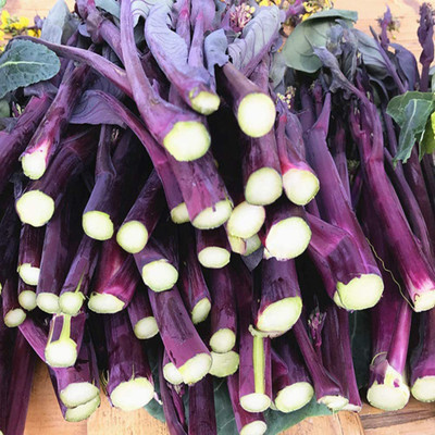 CYBEXIS Organic Cabbage Broccoli Raab Yellow Seeds1000 Seeds Seed(1000 per packet)