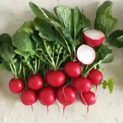 CYBEXIS Heirloom Red Cherry Radsish Seeds2400 Seeds Seed(2400 per packet)