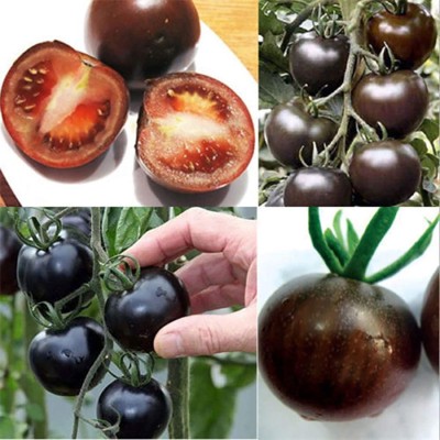 CYBEXIS Chocolate Cherry Tomato Seeds1000 Seeds Seed(1000 per packet)