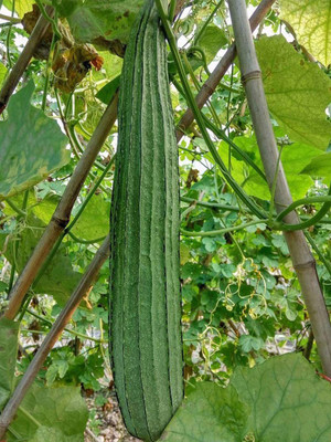 CYBEXIS Organic Long Smooth Sponge Gourd Seeds800 Seeds Seed(800 per packet)