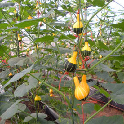 CYBEXIS Hybrid Pumpkin Squash Vegetables-50 Seeds Seed(50 per packet)