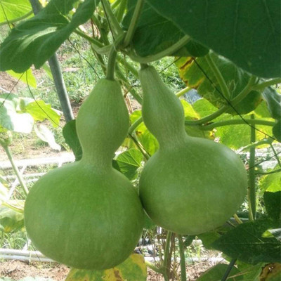 CYBEXIS Bottle Gourd Seeds 400 Seeds Seed(400 per packet)
