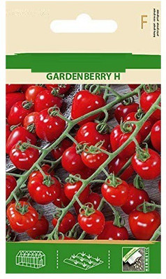 CYBEXIS Tomato GARDENBERRY H Seeds2000 Seeds Seed(2000 per packet)