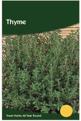 CYBEXIS Thyme Herb Seeds800 Seeds Seed(800 per packet)