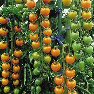CYBEXIS Tomato Cherry - SUNGOLD F1-1000 Seeds Seed(1000 per packet)