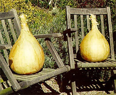 CYBEXIS Giant Sweet White Onion Seeds2000 Seeds Seed(2000 per packet)