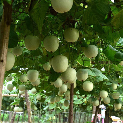 Qualtivate ® Round Bottle Gourd Seeds Seed(250 per packet)