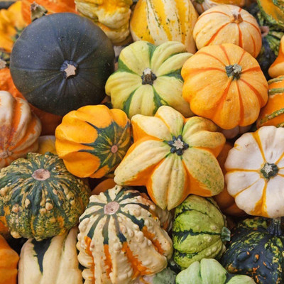 CYBEXIS Mix Pumpkin Seeds Courtyard Mini Squash100 Seeds Seed(100 per packet)