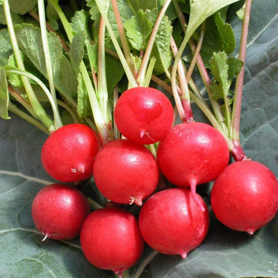CYBEXIS Hybrid Red Cherry Radsish Seeds1200 Seeds Seed(1200 per packet)