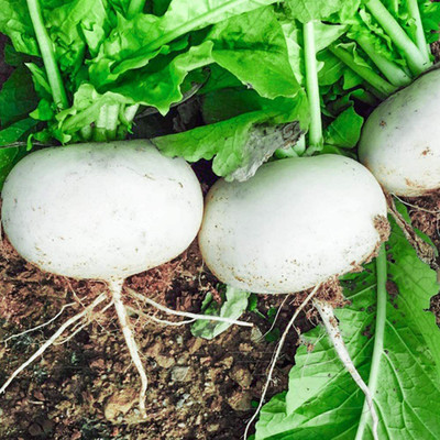 CYBEXIS Hybrid White Cherry Radish Seeds2400 Seeds Seed(2400 per packet)