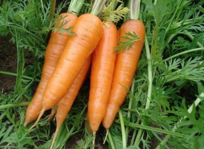 CYBEXIS F1 Hybrid Carrot Seeds1000 Seeds Seed(1000 per packet)