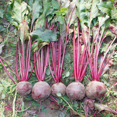 CYBEXIS Hybrid Beetroot Seeds2000 Seeds Seed(2000 per packet)