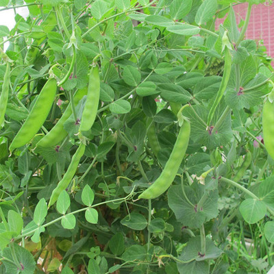 CYBEXIS Sweet Peas Snow Peas 400 Seeds Seed(400 per packet)