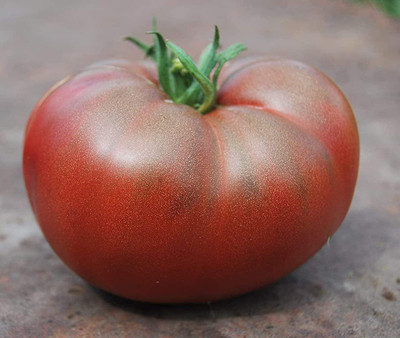 CYBEXIS Tomato Seeds Non-GMO -250 Seeds Seed(250 per packet)