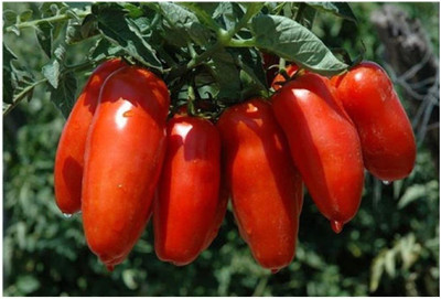 Qualtivate ® Italian Tomato-SAN MARZANO Seeds Seed(100 per packet)