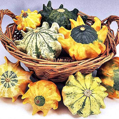 Qualtivate ® Toy Pumpkin Seeds Cucurbita Moschata Squash Seed(100 per packet)