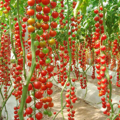 Qualtivate Tomato Seed(500 per packet)