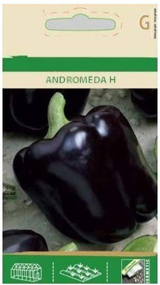 CYBEXIS Sweet Pepper Capsicum Black Seeds Andromeda H 2400 Seeds Seed(2400 per packet)