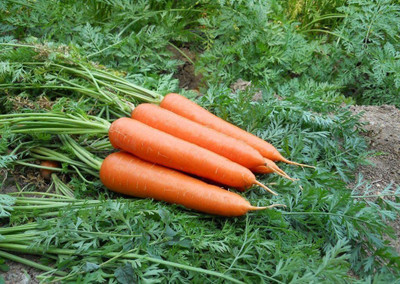 CYBEXIS Sweet Carrot Seeds4000 Seeds Seed(4000 per packet)