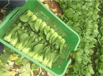 CYBEXIS Chinese Cabbage Bok Choy Seeds-100 Seeds Seed(100 per packet)