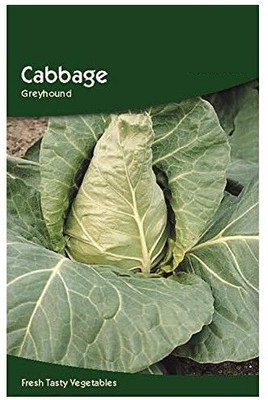 CYBEXIS Cabbage Greyhound Seeds500 Seeds Seed(500 per packet)