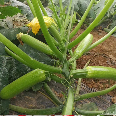 CYBEXIS Organic Summer Squash Seeds400 Seeds Seed(400 per packet)