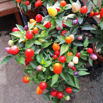 Qualtivate ™ Pepper Rainbow Chilli Seeds Seed(1000 per packet)