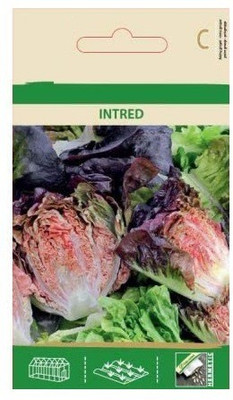 CYBEXIS Lettuce INTRED Seeds4000 Seeds Seed(4000 per packet)