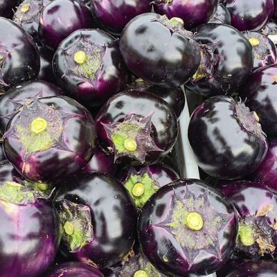 CYBEXIS Organic Heavy Yield Purple Round Brinjal2400 Seeds Seed(2400 per packet)