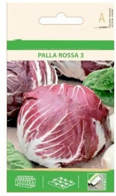 CYBEXIS Purple Cabbage Seeds2000 Seeds Seed(2000 per packet)