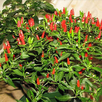 CYBEXIS Pepper Ornamental Chilli Pepper Seeds 2400 Seeds Seed(2400 per packet)