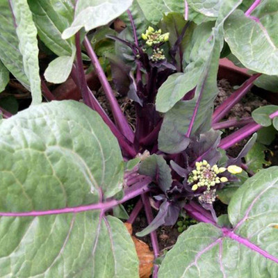 CYBEXIS Heirloom Chinese Chard Seeds2000 Seeds Seed(2000 per packet)