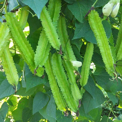 Qualtivate ™ Winged Bean Seeds Seed(500 per packet)