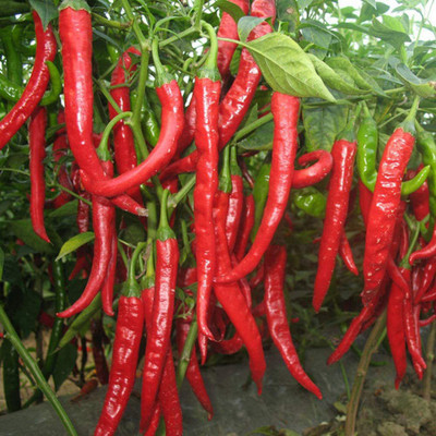 CYBEXIS Premium Red Chili Non-GMO Vegetable Seed 2400 Seeds Seed(2400 per packet)