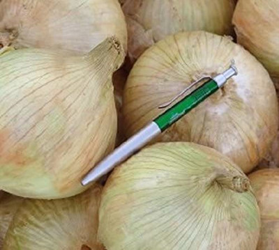 CYBEXIS Huge Sweet White Onion Seeds2000 Seeds Seed(2000 per packet)