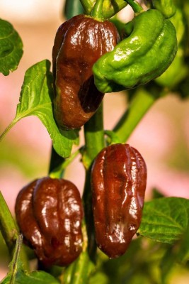 CYBEXIS Chocolate Habanero Chilli Finest Seeds500 Seeds Seed(500 per packet)