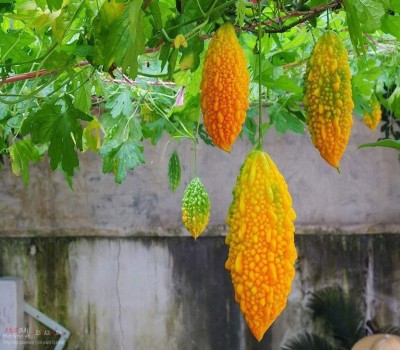 TRICONE Bitter Gourd Seed(100 per packet)