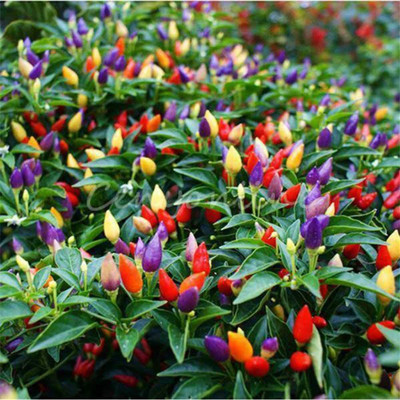 CYBEXIS Organic Capsicum Frutescens Colorful Seeds-300 Seeds Seed(300 per packet)