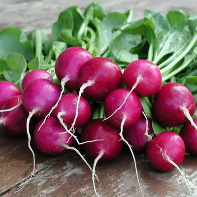 CYBEXIS Violet Radish Seeds2400 Seeds Seed(2400 per packet)