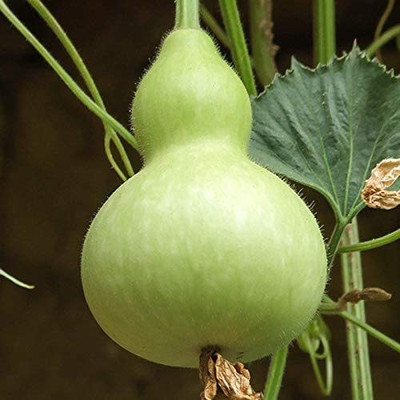 CYBEXIS Organic Giant Bottle Gourd Seeds400 Seeds Seed(400 per packet)