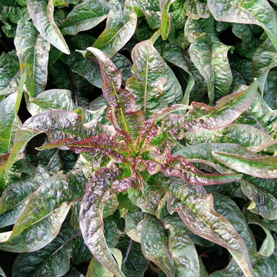 CYBEXIS F1 Pink Asparagus Lettuce Seeds400 Seeds Seed(400 per packet)