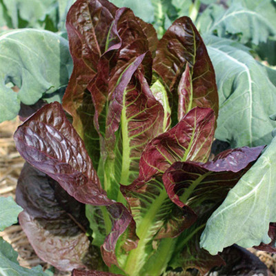 CYBEXIS Lactuca Sativa Red Round Leaves Lettuce Seeds4000 Seeds Seed(4000 per packet)